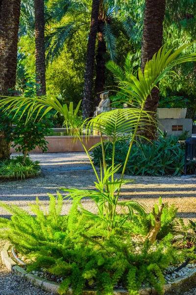 Botanischer Garten Von Huerto Del Cura Elche Bei Alicante Provinz — Stockfoto