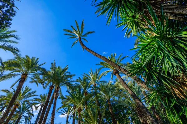 埃利坎特附近的埃尔胡德库拉植物园 阿利坎特省 西班牙 — 图库照片