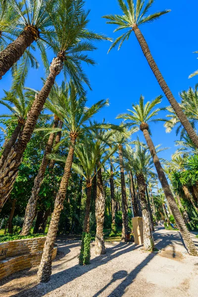 Botanischer Garten Von Huerto Del Cura Elche Bei Alicante Provinz — Stockfoto