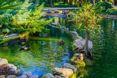 Elche şehrinde bir botanik bahçesinde ördekler. Alicante bölgesi. İspanya