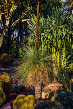 Elche şehrindeki bir botanik bahçesinde kaktüs. Alicante bölgesi. İspanya