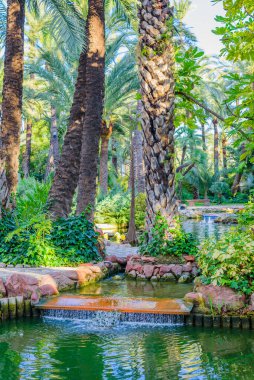 Elche şehrindeki botanik bahçesinde palmiyeler. Alicante bölgesi. İspanya