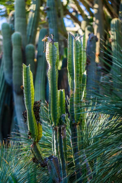 Cacti Nos Jardins Botânicos Huerto Del Cura Elche Perto Alicante — Fotografia de Stock
