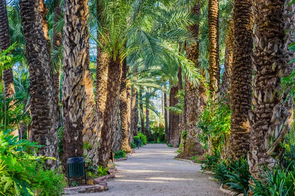 Palmas Jardim Botânico Cidade Elche Província Alicante Espanha — Fotografia de Stock