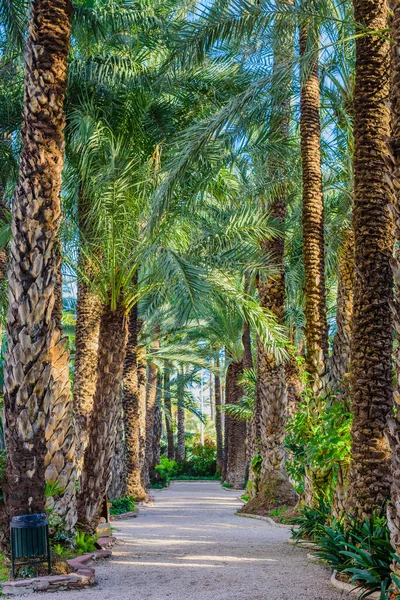 Palmen Botanischen Garten Der Stadt Elche Provinz Alicante Spanien — Stockfoto