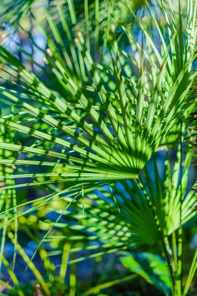 Palmen Botanische Tuin Stad Elche Provincie Alicante Spanje — Stockfoto