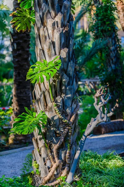Palmer Den Botaniska Trädgården Staden Elche Alicanteprovinsen Spanien — Stockfoto