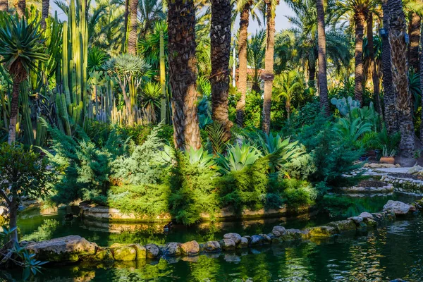 Palmen Botanischen Garten Der Stadt Elche Provinz Alicante Spanien — Stockfoto