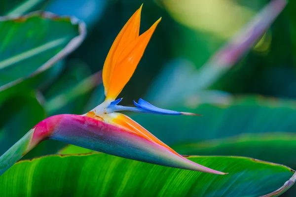 Flores Jardim Botânico Cidade Elche Província Alicante Espanha — Fotografia de Stock