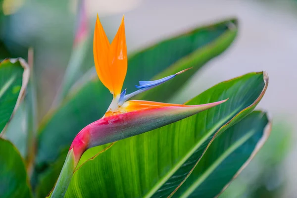 Flores Jardim Botânico Cidade Elche Província Alicante Espanha — Fotografia de Stock