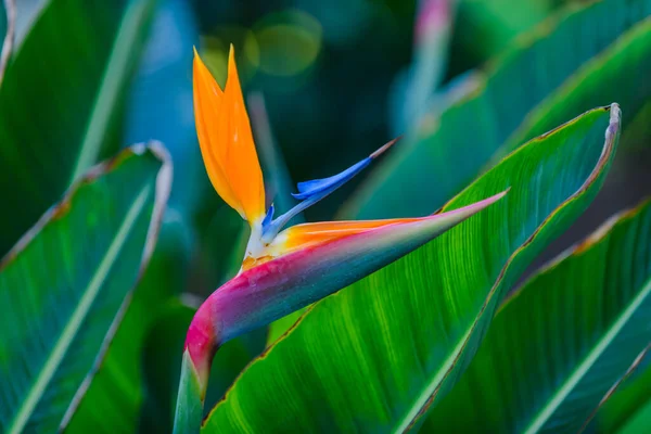 Blumen Einem Botanischen Garten Elche Provinz Alicante Spanien — Stockfoto