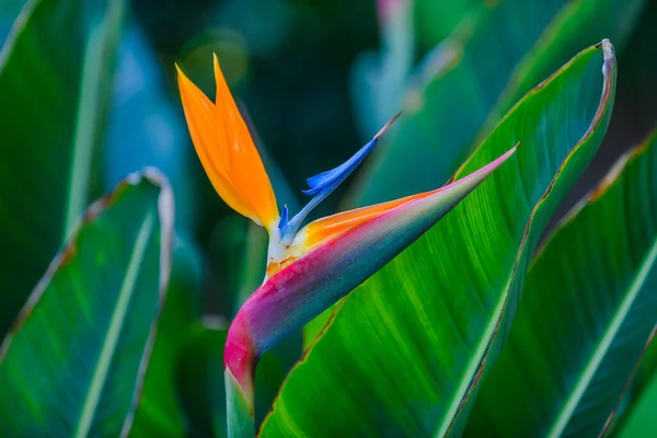 Blumen Einem Botanischen Garten Elche Provinz Alicante Spanien — Stockfoto