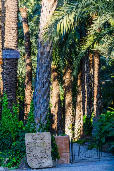 Palmen Botanischen Garten Der Stadt Elche Provinz Alicante Spanien — Stockfoto