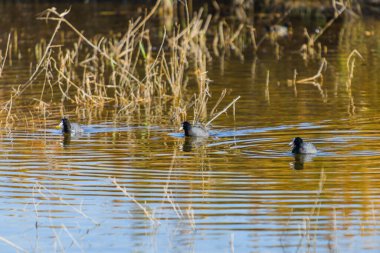 Elche şehrinin yakınındaki inanılmaz doğal park. Alicante vilayeti. İspanya