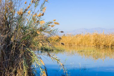 Elche şehrinin yakınındaki inanılmaz doğal park. Alicante vilayeti. İspanya