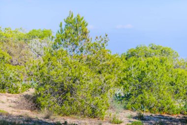 Guardamar del Segura yakınlarındaki çarpıcı doğal park. Alicante vilayeti. İspanya