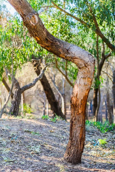 Stunning Natural Park Guardamar Del Segura Province Alicante Spain — Stock Photo, Image