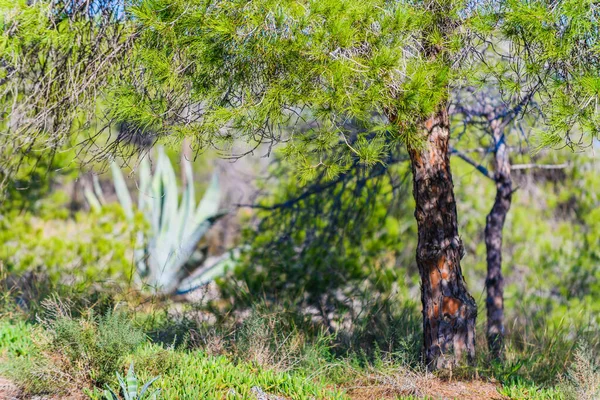 Wspaniały Park Naturalny Pobliżu Guardamar Del Segura Prowincja Alicante Hiszpania — Zdjęcie stockowe