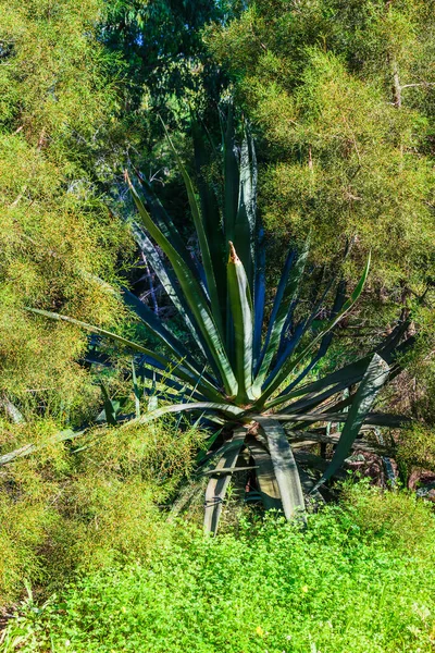 瓜尔达马尔 塞古拉附近的自然公园令人垂涎 阿利坎特省 西班牙 — 图库照片