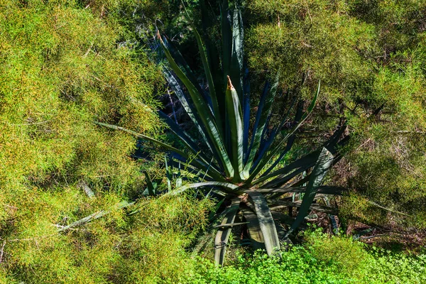 Prachtig Natuurpark Buurt Van Guardamar Del Segura Provincie Alicante Spanje — Stockfoto