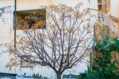 Crevillente 'nin pitoresk kasabası. Alicante bölgesi. İspanya
