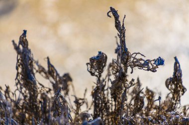 Elche şehrinin yakınlarındaki bir doğa parkında kurutulmuş çimenler. Alicante vilayeti. İspanya