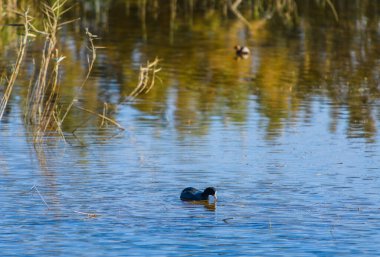 Elche şehrinin yakınındaki inanılmaz doğal park. Alicante vilayeti. İspanya