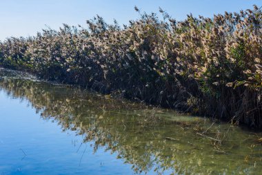 Elche şehrinin yakınındaki inanılmaz doğal park. Alicante vilayeti. İspanya