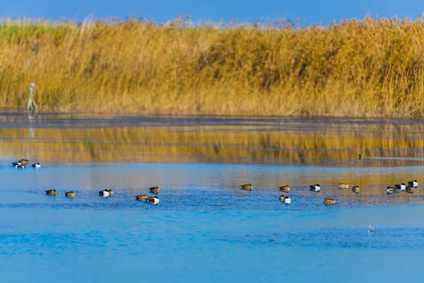 Unglaublicher Naturpark Der Nähe Der Stadt Elche Provinz Alicante Spanien — Stockfoto