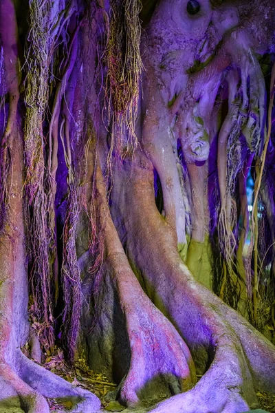 卡纳列哈斯公园巨大的Ficus酒店被夜间照明点亮 阿利坎特西班牙 — 图库照片