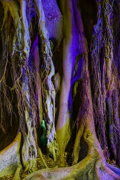 Der Riesige Ficus Canalejas Park Wird Nachts Beleuchtet Alicante Spanien — Stockfoto