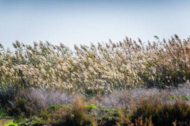Torrevieja kasabası yakınlarında pembe bir tuz gölünün kıyısında bir bulrush. Alicante bölgesi. İspanya