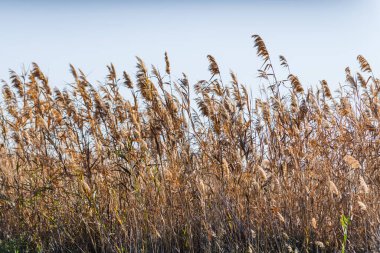 Torrevieja kasabası yakınlarında pembe bir tuz gölünün kıyısında bir bulrush. Alicante bölgesi. İspanya