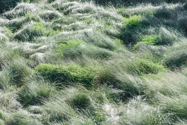 Prachtig Gras Aan Oever Van Het Meer Van Mata Het — Stockfoto