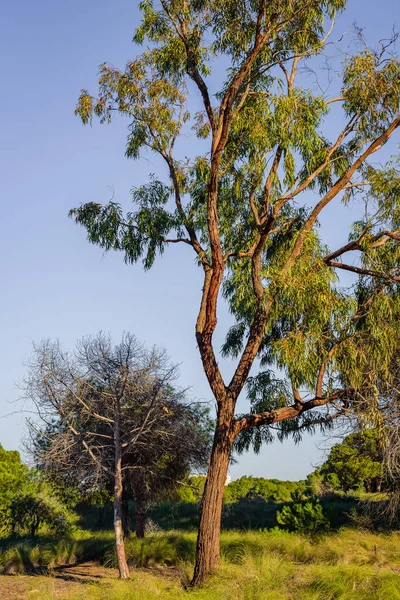 Mata Naturpark Nära Torrevieja Alicanteprovinsen Spanien — Stockfoto