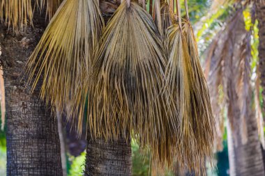 Şehir parkında palmiye ağaçları. Elche, Alicante vilayeti. İspanya