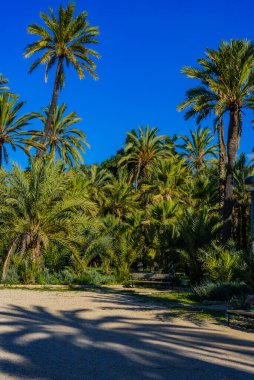 Şehir parkında palmiye ağaçları. Elche, Alicante vilayeti. İspanya