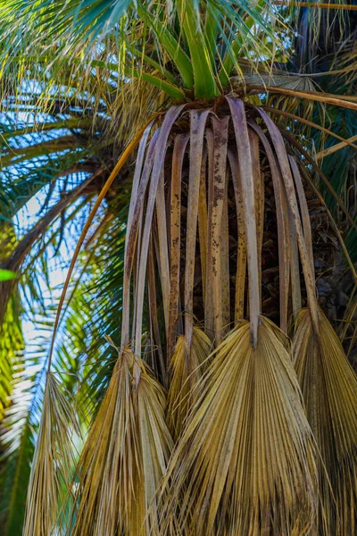 Palm trees in a city park. Elche, province of Alicante. Spain