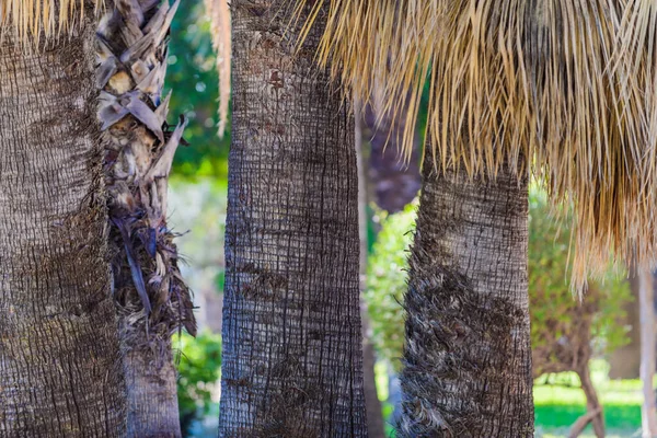 Palm trees in a city park. Elche, province of Alicante. Spain