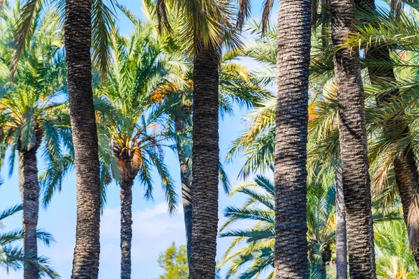 Palmen Einem Stadtpark Elche Provinz Alicante Spanien — Stockfoto