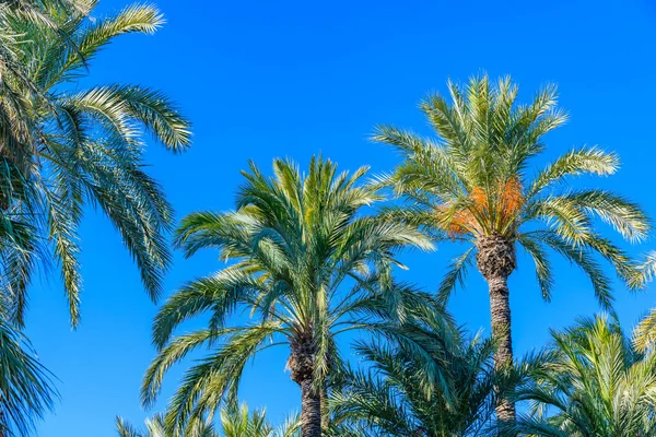 Palmen Einem Stadtpark Elche Provinz Alicante Spanien — Stockfoto