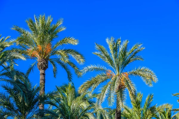 Palmen Einem Stadtpark Elche Provinz Alicante Spanien — Stockfoto