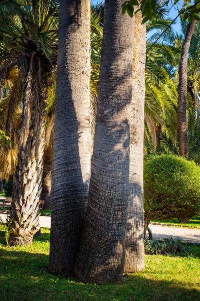 Palm trees in a city park. Elche, province of Alicante. Spain