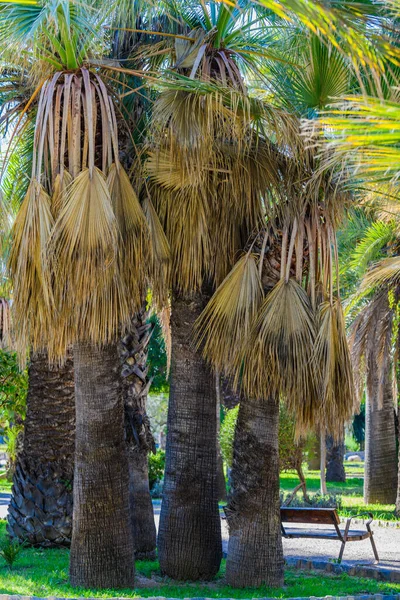 Palmen Einem Stadtpark Elche Provinz Alicante Spanien — Stockfoto