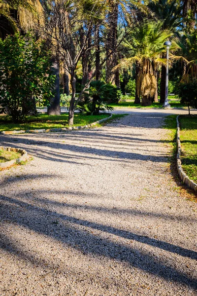 Palmen Einem Stadtpark Elche Provinz Alicante Spanien — Stockfoto