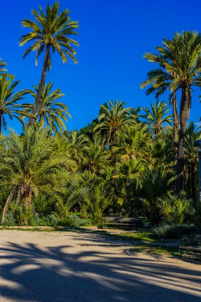Palmen Einem Stadtpark Elche Provinz Alicante Spanien — Stockfoto