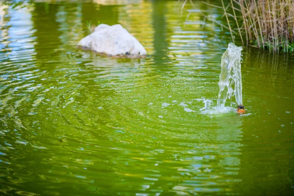 Stadsparken Elche Provinsen Alicante Spanien — Stockfoto