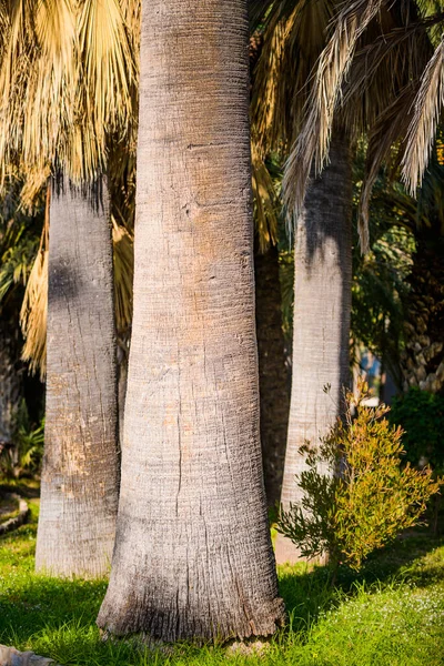 공원에 야자나무들 지방의 스페인 — 스톡 사진