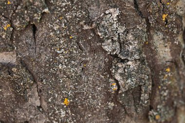 kalıp ile koyu ahşap doku