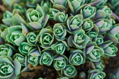 karanlık bir arka plan üzerinde yeşil bahar çiçekleri